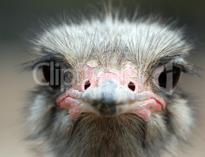 ostrich portrait