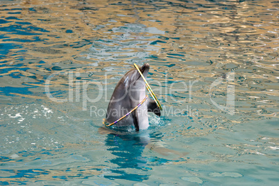 dolphin playing with toys