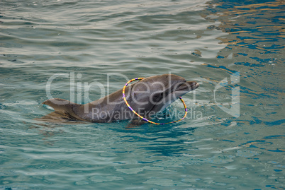 dolphin playing with toys