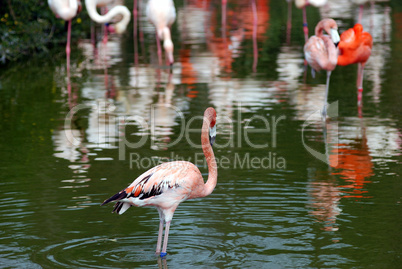 pink flamingos