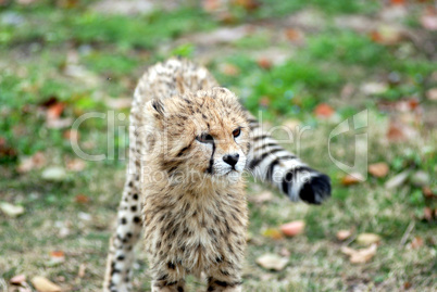 cute baby cheetah