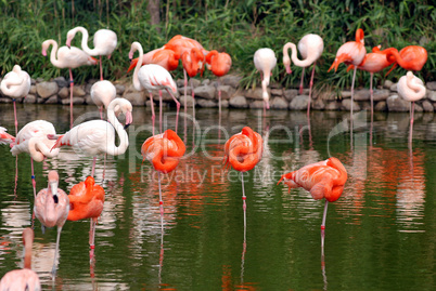 pink flamingos