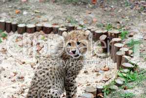 cute baby cheetah