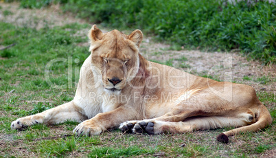 african lioness