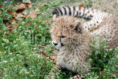 cute baby cheetah