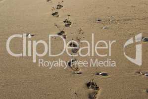 footprints on the Sea beach sand