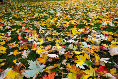 Buntes Herbstlaub