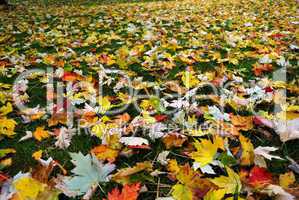 Buntes Herbstlaub