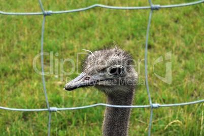 Ostrich behind the bars
