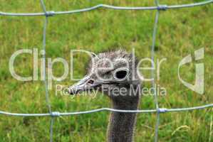 Ostrich behind the bars