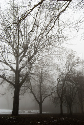 Creepy dark forest and the fog