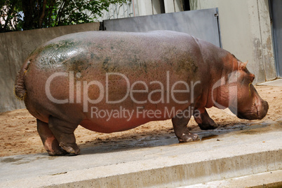 Hippo - side view