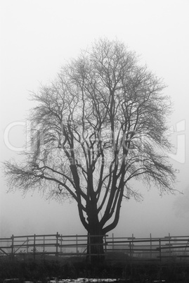 Creepy tree in the fog