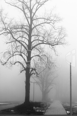 Foggy lane and bare trees
