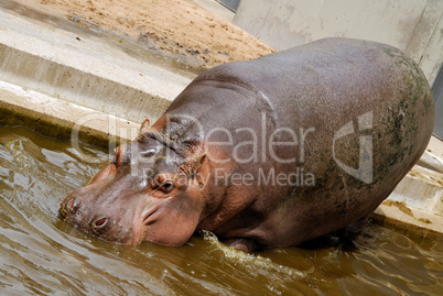 Hippo goes into the water