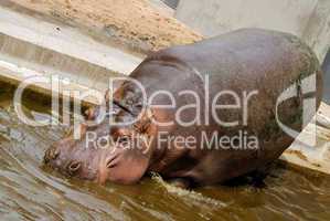 Hippo goes into the water