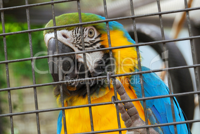 Macaw parrot trapped behind the iron bars