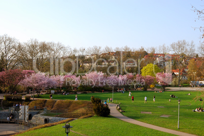 Relaxing people near trees in bloom