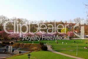 Relaxing people near trees in bloom