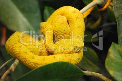 Vibrant yellow snake on the tree