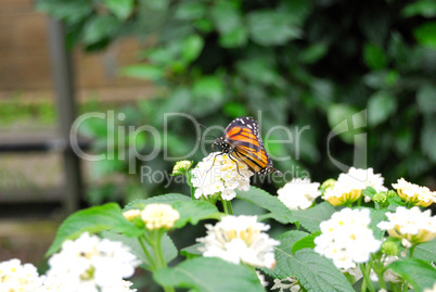 Golden butterfly on white flower