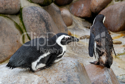 Small penguin sitting on the rock