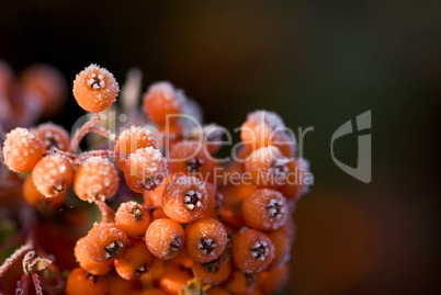 Beeren mit Reif