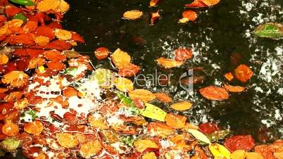 Raindrops falling onto colorful autumn leaves in a pond