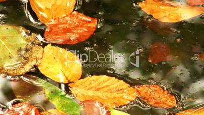 Raindrops falling onto colorful autumn leaves in a pond