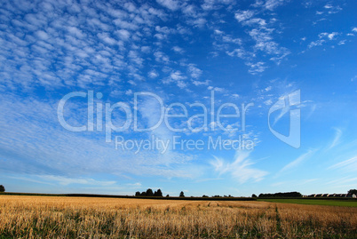 Wheat fields and cloudscape