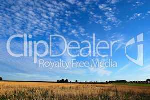 Wheat fields and cloudscape