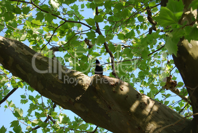 Bird on the tree