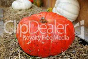 Large red ripe pumpkin