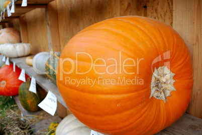 Large orange pumpkin and pumpkins row