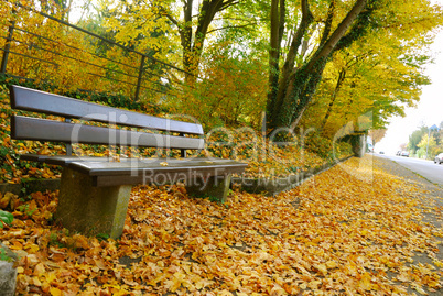 Empty bench and golden leaves