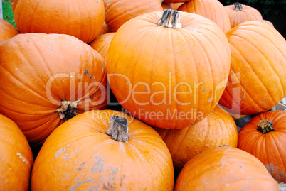 Heap of large orange pumpkins