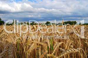 Wheat field - view of wheat spikes