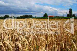 Wheat field and farm house