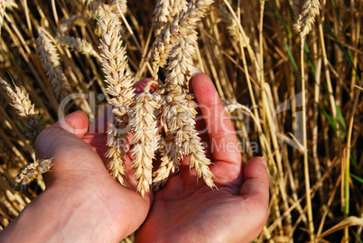 Handful of wheat spikes