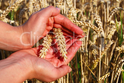 Wheat spikes between palms