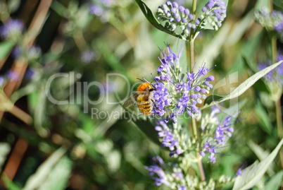 Bee on the flower, top view