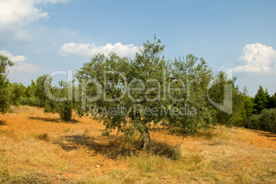 Greek olive grove