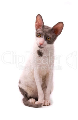 Cornish rex cat on a white background