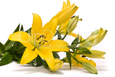 Yellow lily on a white background