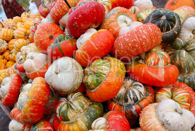 Heap of striped pumpkins