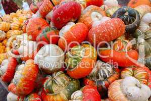 Heap of striped pumpkins