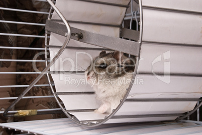 Dwarf hamster in a wheel