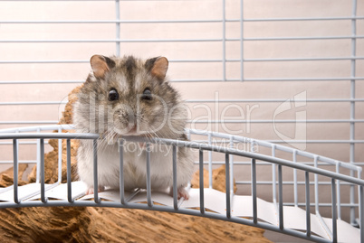 Dwarf hamster looking in camera