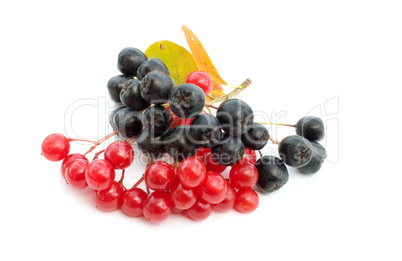 Guelder-rose berries and black chokeberry.