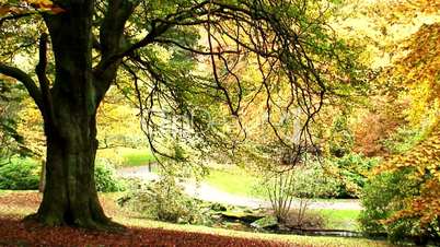 Leaves falling from the trees in fall/autumn 4